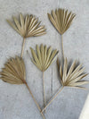 Large Natural Sun Palms// (5 stem Bundle)) // Naturally Grown and Preserved // Wedding Flowers // Dried Palms Assorted Sun Palms - CaliforniaFlowerGrowers.com